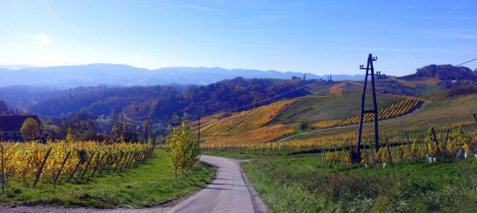 Willkommen beim RSV Weinblattler